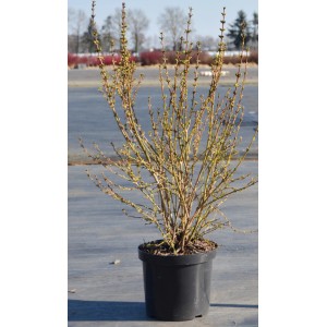 Forsythia 'Week End' en pot, clochette d'or avec des fleurs jaunes avant la floraison.