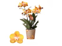 Schmetterlingsorchidee Las Vegas Phalaenopsis 3-Trieber Topf Ø 12 cm / 1 Stk. Schmetterlingsorchidee Las Vegas Phalaenopsis 3-Trieber Topf Ø 12 cm / 1 Stk.