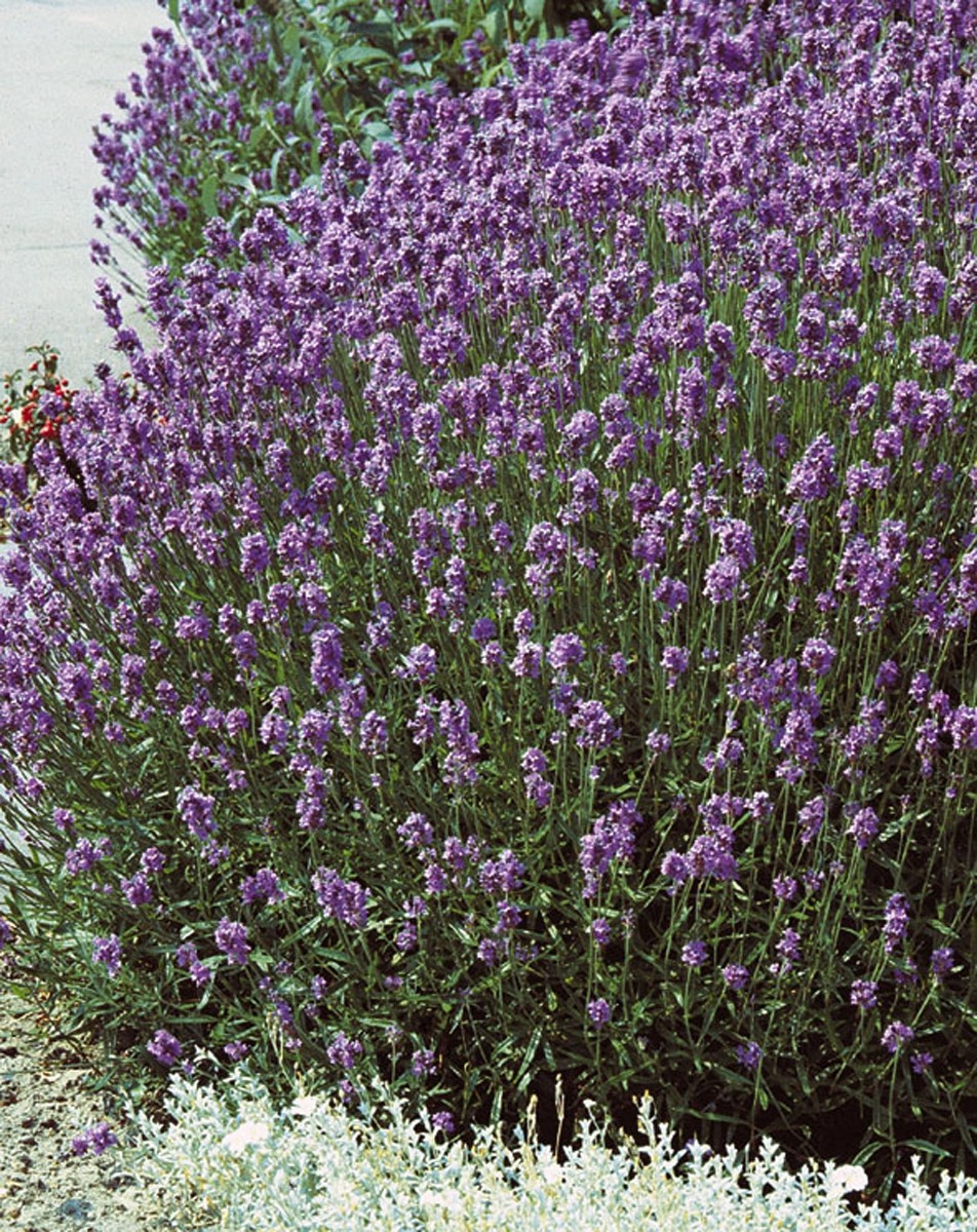 Lavendel "Lavandula angustifolia" Blau kaufen bei OBI