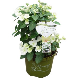 Ortensia Girlanden Runaway Bride™ in vaso, alta circa 20-40 cm, con fiori bianchi.