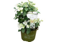 Girlanden-Hortensie Runaway Bride™ Topf Ø 20 cm / Höhe ca. 20 - 40 cm
