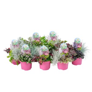 Mix di piante da aiuola Colour Your Garden, varietà assortite in vaso rosa (Ø 19cm).