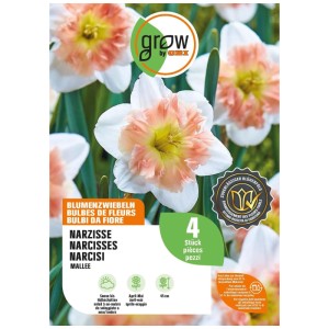 GROW by OBI Narzisse Mallee, weiß mit rosa-gelber, geteilter Krone. 4 Blumenzwiebeln für Garten & Balkon.