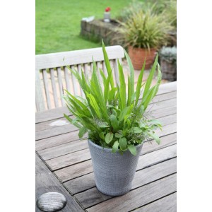 Mélange d'herbes sauvages Blu en pot (environ 12 cm Ø) sur table en bois dans le jardin.