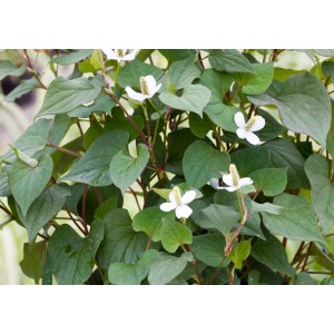 Houttuynia cordata (Molchschwanz) con fiori bianchi e foglie verdi in vaso.