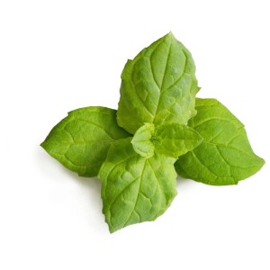 Menta marocchina fresca e verde, semi di erbe Véritable per giardini interni.