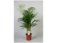 Dypsis Lutescens im Topf Ø 21 cm