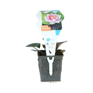 GROW by OBI Nymphéa 'Attraction' : Nymphéa rouge en pot, idéal pour les bassins de jardin.