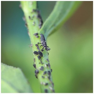 Larva di coccinella Adalia su stelo di pianta con afidi. Insetti utili per il controllo dei parassiti.