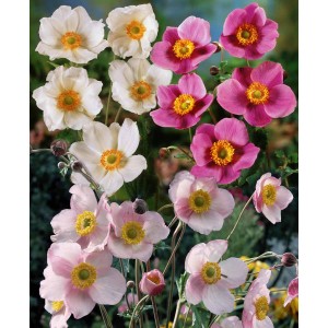 Anémone du Japon (Anemone japonica) en pot de 2 l avec des fleurs blanches, roses et fuchsias.