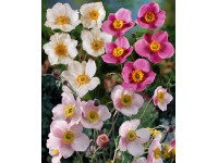 Garten-Anemone Anemone japonais Topf 2 l