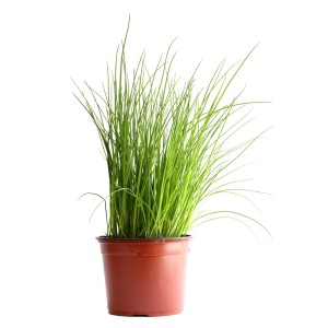 Ciboulette bio en pot (Ø 13cm) pour la cuisine. Herbes fraîches d'OBI.