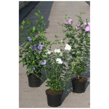 Garteneibisch Hibiscus syriacus Chiffon assortiert Topf Ø 21 cm / 1 Stk.
