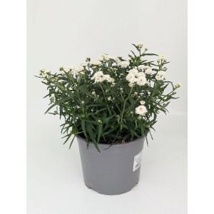 Achillea pta. Diadem en pot : fleurs d’achillée blanches, une plante vivace attrayante pour le jardin.