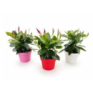 Trois plantes de Dipladenia en pot (Ø 14 cm) en rose, rouge et blanc.