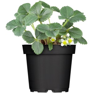 Plant de fraisier en pot, lot de 10 Fragaria avec feuilles vertes et fleurs blanches.