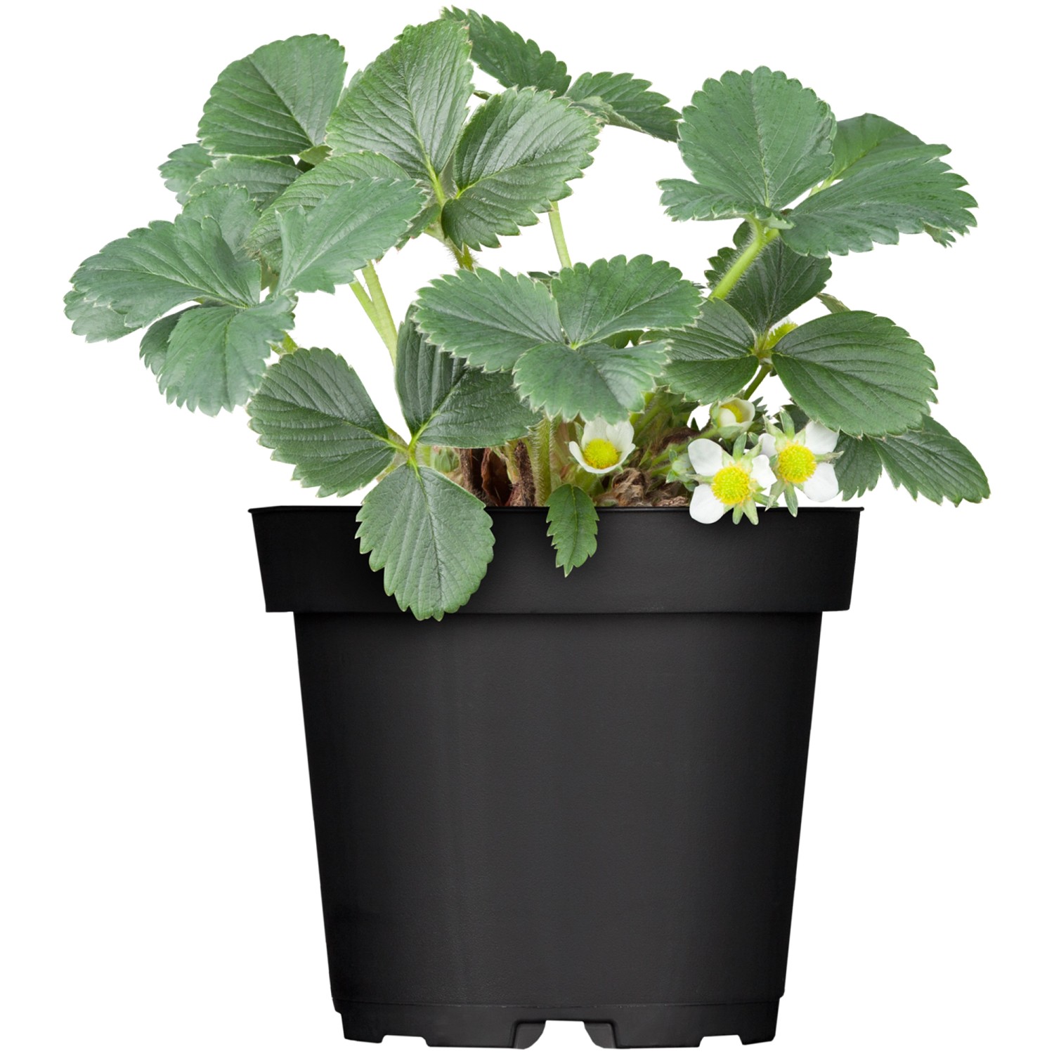 ErdbeerpflanzenMix Fragaria 10erSet kaufen bei OBI