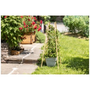 Pyramide de support pour plantes grimpantes Windhager en bois avec plante dans le jardin.