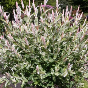 Salice Arlecchino 'Hakuro Nishiki' con foglie verde-bianco-rosa in vaso da 5 l.