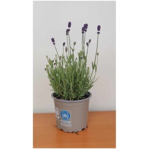 Lavendel Lavandula angustifolia 'Hidcote Blue' im Ø 12 cm Topf, eine duftende Stehpflanze.