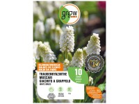 GROW by OBI Traubenhyazinthe White Magic Weiss 15 cm