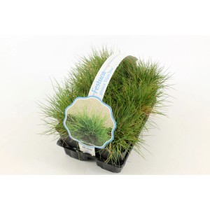 Fétuque bleue 'Elijah Blue' couvre-sol en pot.