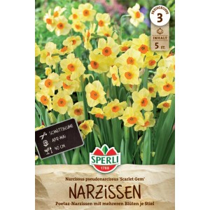 Sperli Poetaz-Narzisse Scarlet Gem, gelbe Blüten mit orangefarbener Mitte.