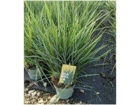 Ziergräser-Mix Flachslilie Dianella Astelia Ziergräser-Mix Flachslilie Dianella Astelia