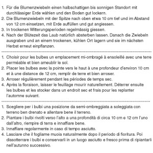 Instructions pour planter les bulbes de fleurs GROW by OBI Tulipe Triomphe Mélange.