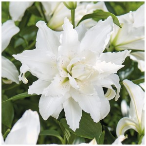 Primo piano del giglio bianco 'Lotus Beauty' di Grow by OBI, 2 pezzi, in giardino.