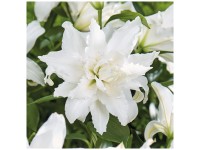 Grow by OBI Lilien Lotus Beauty Weiss 2 Stk. Grow by OBI Lilien Lotus Beauty Weiss 2 Stk.