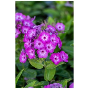 Mix di piante perenni: Phlox paniculata rosa in vaso, diverse varietà per giardino e balcone.