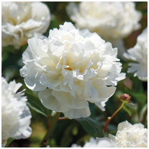 Primo piano del fiore bianco della peonia Lactiflora White di Grow by OBI.