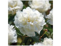 Grow by OBI Pfingstrose Lactiflora White 1 Stk. Grow by OBI Pfingstrose Lactiflora White 1 Stk.