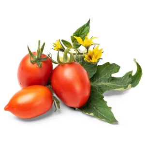 Véritable Lingot : Graines de mini-tomates rouges avec feuilles et fleurs jaunes.