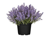 GROW by OBI Katzenminze Passion Blue Nepeta Blau Topf Ø 19 cm
