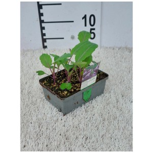 Lot de 6 jeunes plants de légumes et salades, idéal pour le potager.