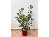 Glanzmispel Pink Marble Photinia fraseri Topf Ø 23 cm