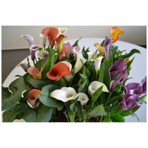 Calla Zantedeschia in vaso con fiori colorati (bianco, viola, arancione, rosa).