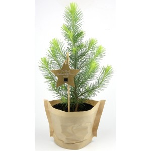 Blu Bio Sapin de Noël pin en pot, avec étiquette étoile, comme décoration de table ou plante de balcon.