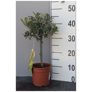 Mini olivo Olea europaea in vaso (Ø 15 cm) con fusto, ideale come decorazione da tavolo.