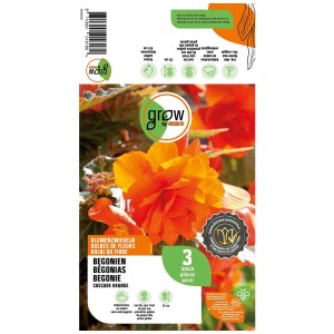 Grow by OBI Begonie Cascade Orange, 3 pezzi. Fiori arancioni pendenti per aiuole, vasi e balconi.