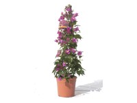 Drillingsblume Pyramide Topf-Ø ca. 17 cm Bougainvillea