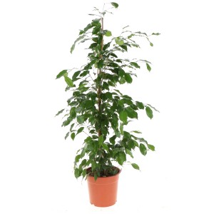 Ficus benjamina Exotica en pot, avec des feuilles vertes.