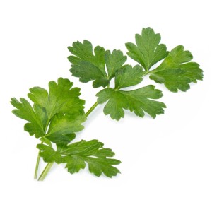 Prezzemolo fresco verde, semi di erbe Véritable Lingot per giardini interni.