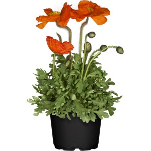 Papavero islandese arancione GROW by OBI (Papaver nudicaule) in vaso, ca. 13 cm Ø. Fiori colorati per giardini rocciosi.