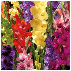 Mix colorato di gladioli Grow by OBI, ideale per aiuole e vasi.