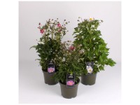 Herbstliche Pflanzenmischung assortiert Topf Ø 23 cm / 1 Stk.