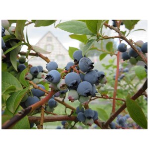Gros plan sur des myrtilles Bluecrop bleues et mûres sur le buisson.