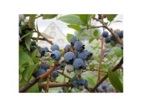 Heidelbeere Bluecrop